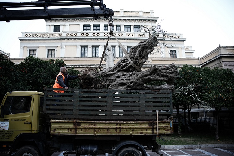 doukasapostolelia2 Χάρης Δούκας: Συμβολική δενδροφύτευση υπεραιωνόβιας ελιάς 700 ετών, μπροστά στη Παλαιά Βουλή.