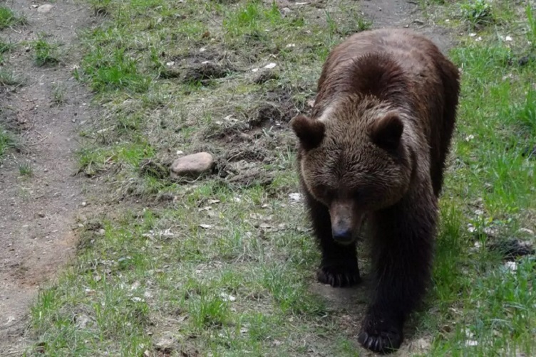 Η Π.Ε. Φλώρινας σχετικά με τα  μέτρα απομάκρυνσης της αρκούδας και των μικρών της