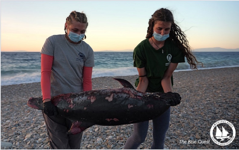 Αρχιπέλαγος: Σκόπιμη θανάτωση Δελφινιού στο ΒΑ Αιγαίο